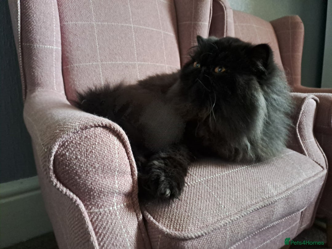 Persian cats for stud: GCCF brother's for stud!!  - Advert 10