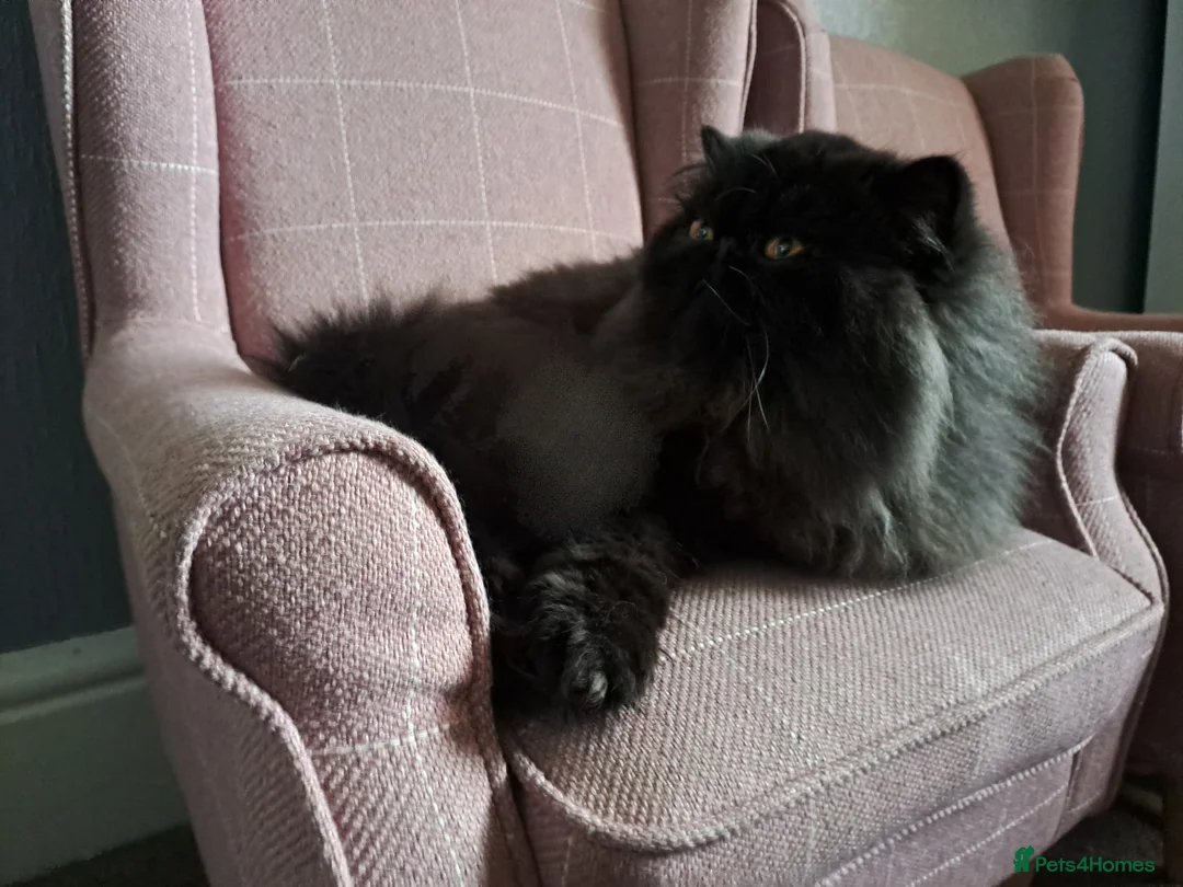 Persian cats for stud: GCCF brother's for stud!!  - Advert 10