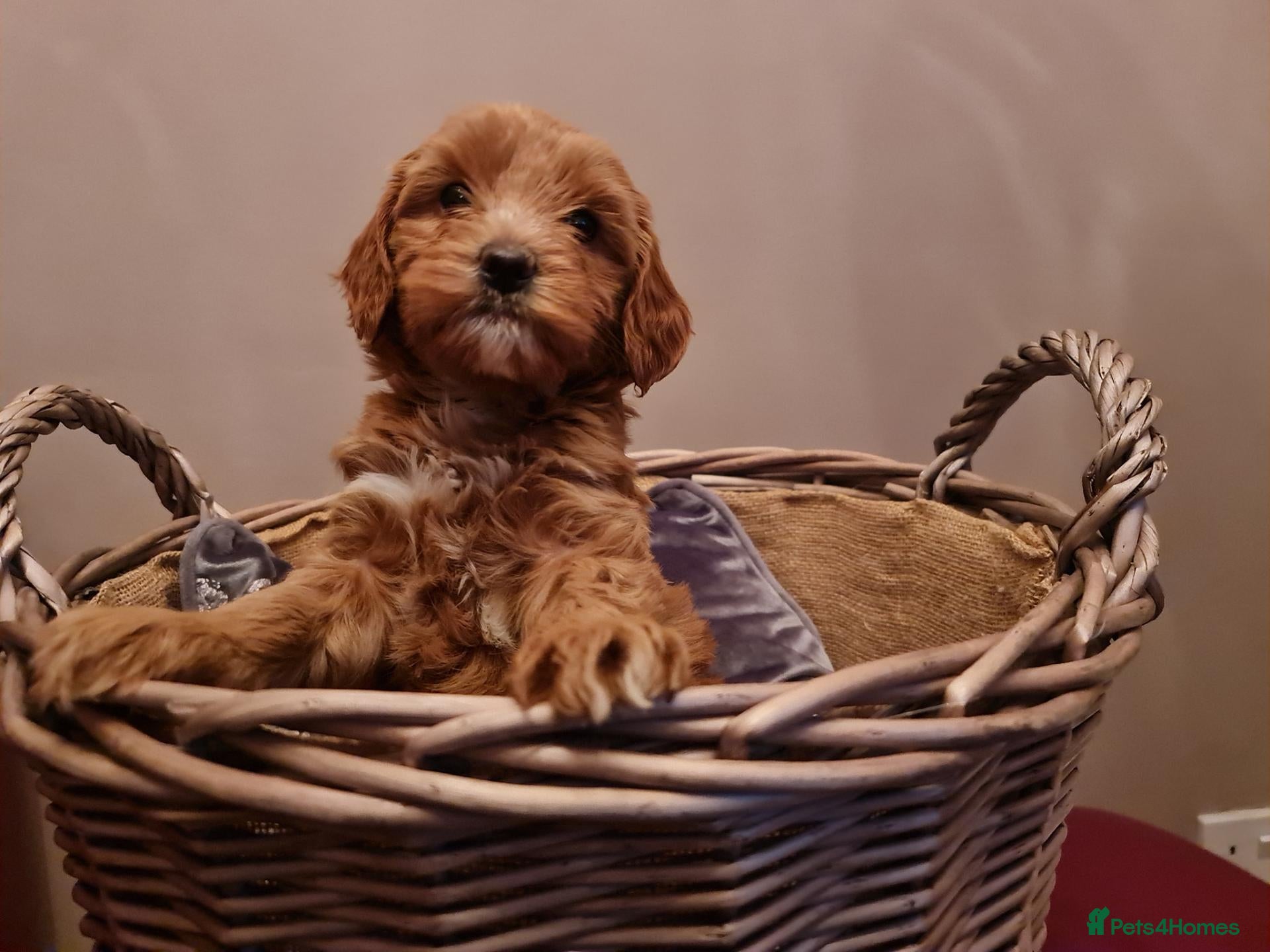 Australian Labradoodle dogs Waitlist for 2027 Open - Advert 1