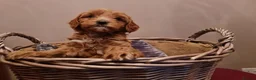 Australian Labradoodle dogs for sale: Fabulous Australian Labradoodle Waitlist Open 2027 - Advert 1