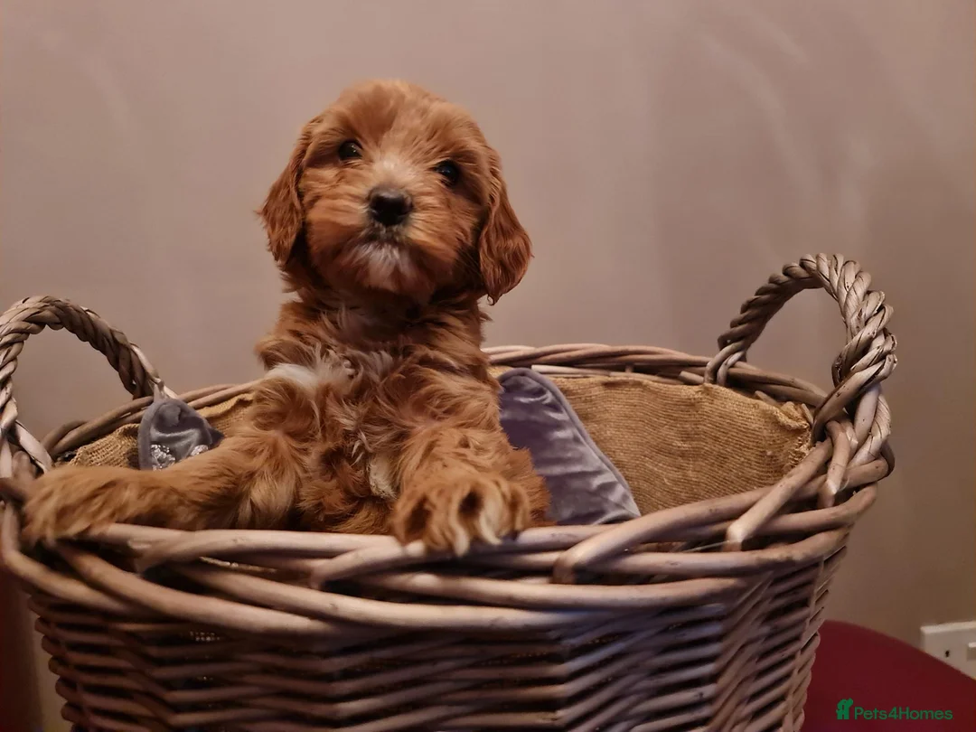 Australian Labradoodle dogs for sale: Fabulous Australian Labradoodle Waitlist Open 2027 - Advert 1