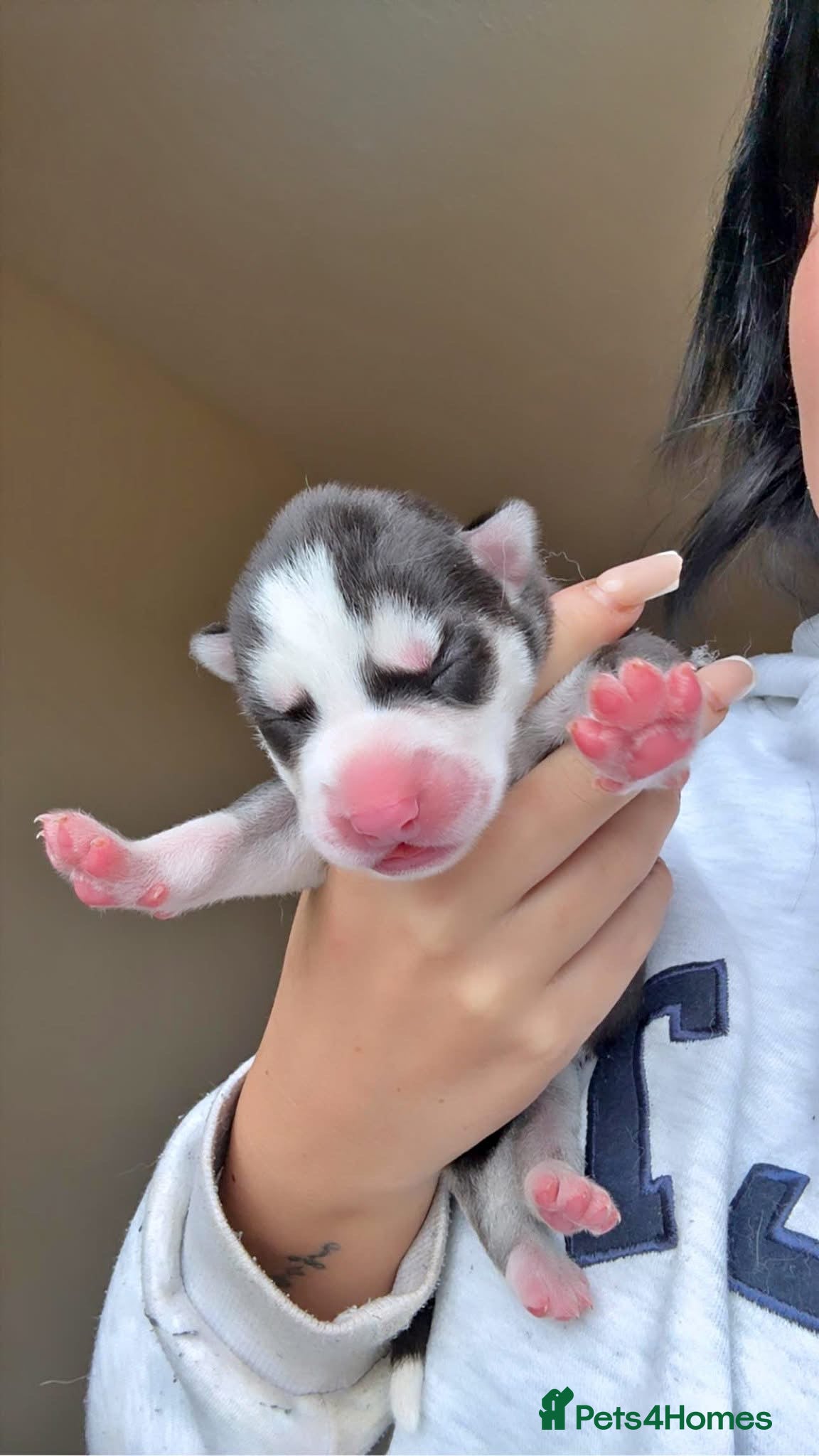 Siberian Husky dogs for sale: Husky puppies for sale  in Saltcoats - Advert 8