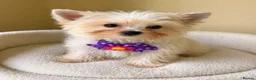 Yorkshire Terrier dogs for sale: Colorful Yorkshire terrier - Advert 3