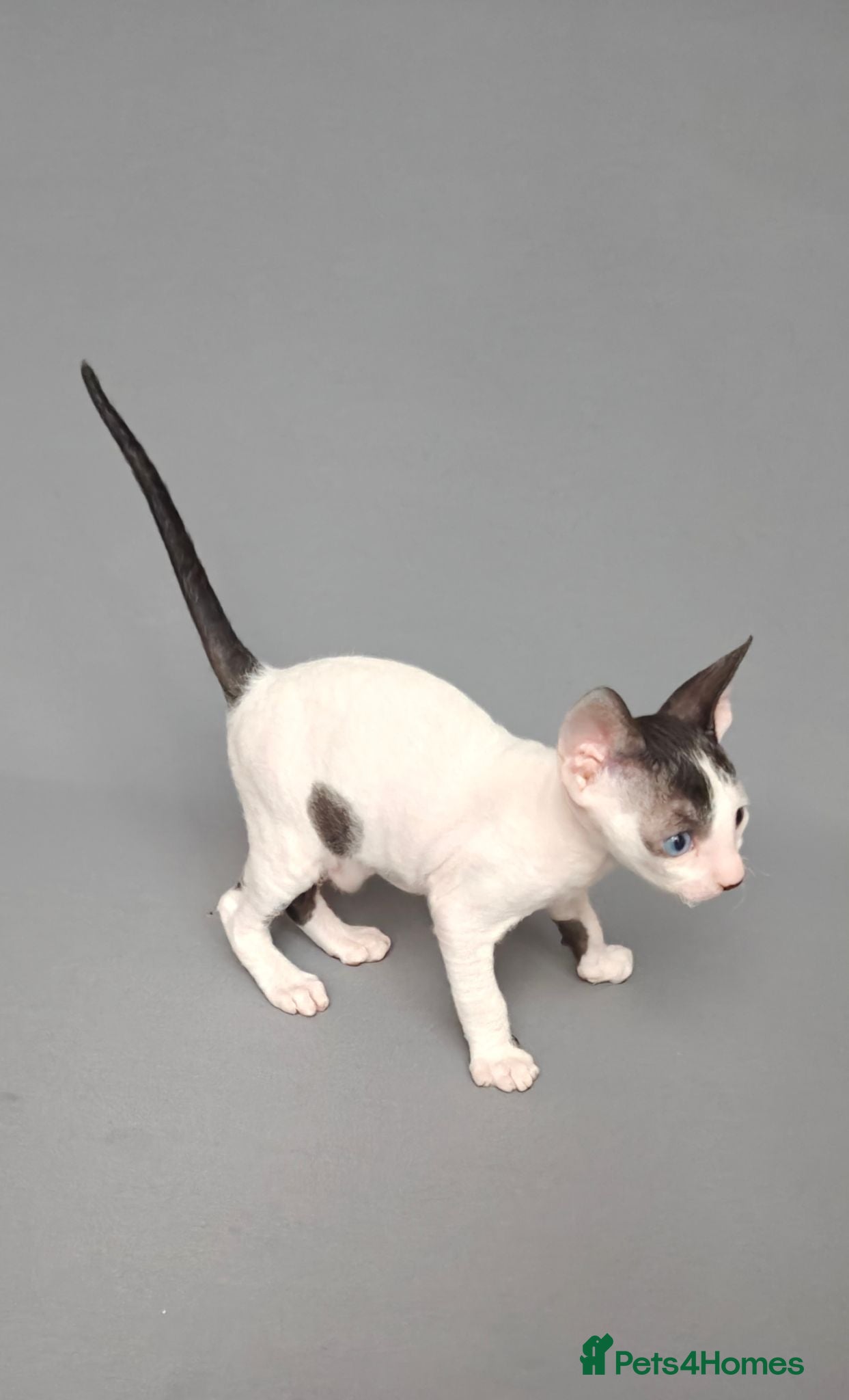 Cornish Rex cats Cornish Rex Kittens Available for Reservation  - Advert 3