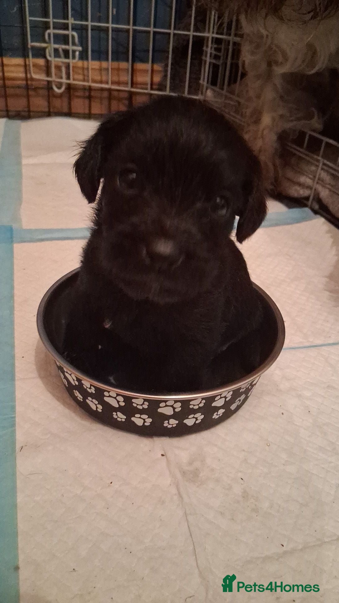 Mixed Breed dogs for sale: 5 staff x cockapoo pups  - Advert 9