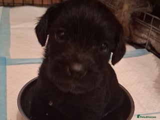 Mixed Breed dogs One boy left - Advert 14