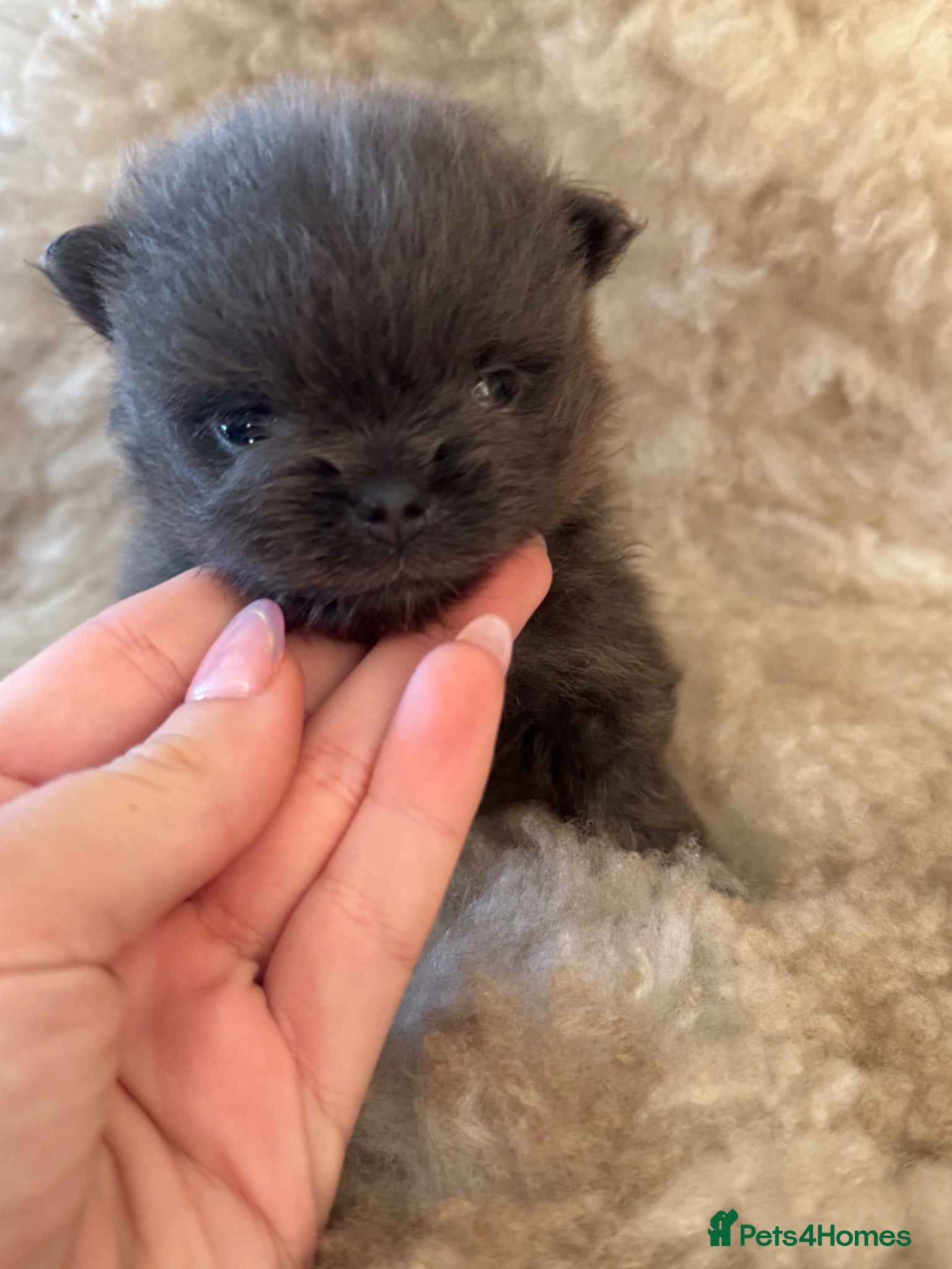 Pomeranian dogs Exclusive Stunning KC reg Teddy Bear Poms - Advert 9