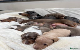 Miniature Dachshund dogs for stud: 🍦ALPHA mini cream pied🥧Smooth dachshund Proven! in Mexborough - Image 8