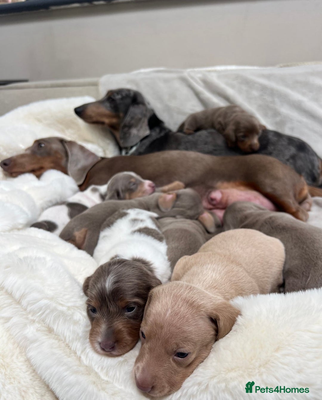 Miniature Dachshund dogs for stud: 🍦ALPHA mini cream pied🥧Smooth dachshund Proven! in Mexborough - Image 8