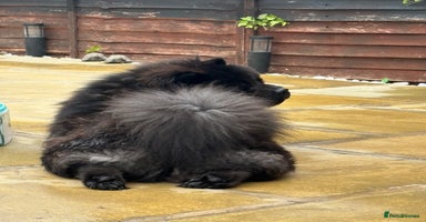 Chow Chow dogs - Advert 3