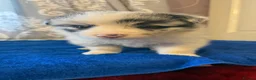 Border Collie dogs for sale: Beautiful long coated pups  - Advert 4