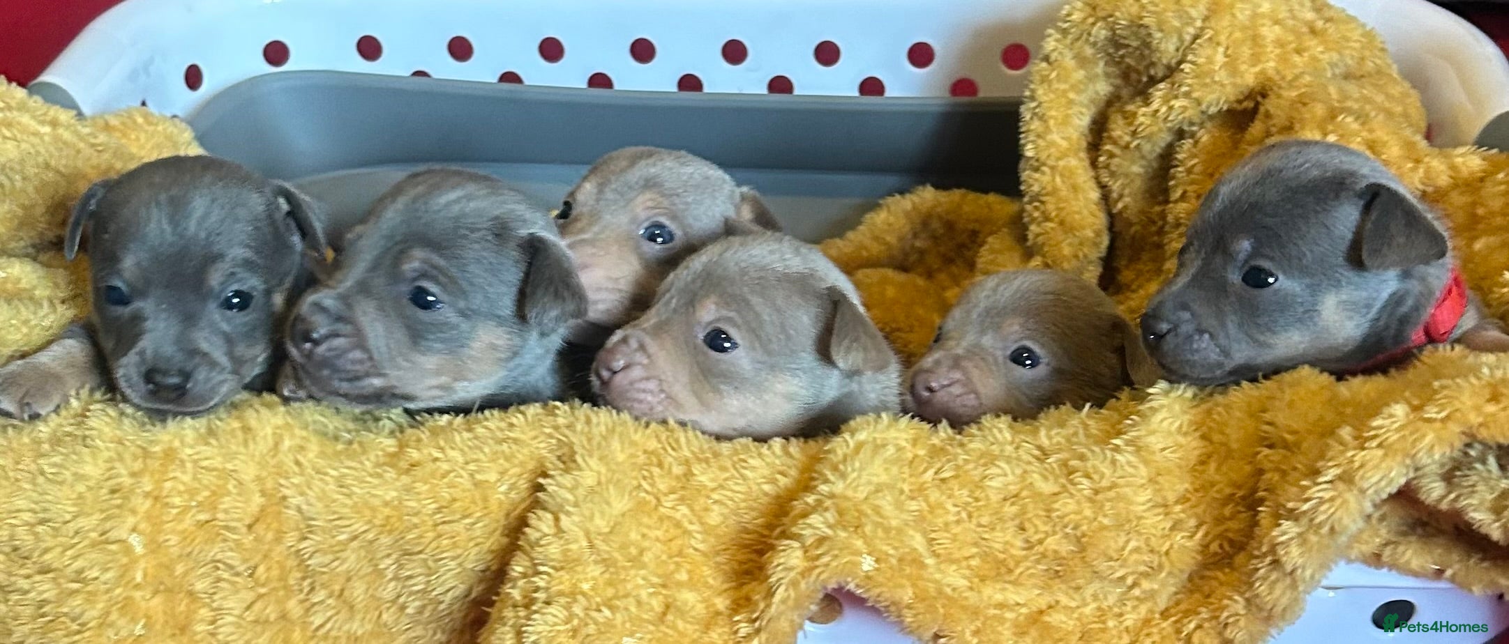 Jack Russell dogs Jack Russel puppies  - Advert 12