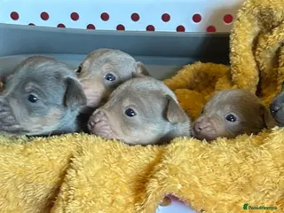 Jack Russell dogs Jack Russel puppies - Advert 18