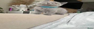 British Shorthair 1
