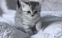 British Shorthair cats for sale: GCCF British Shorthair Silver Kittens - Advert 5