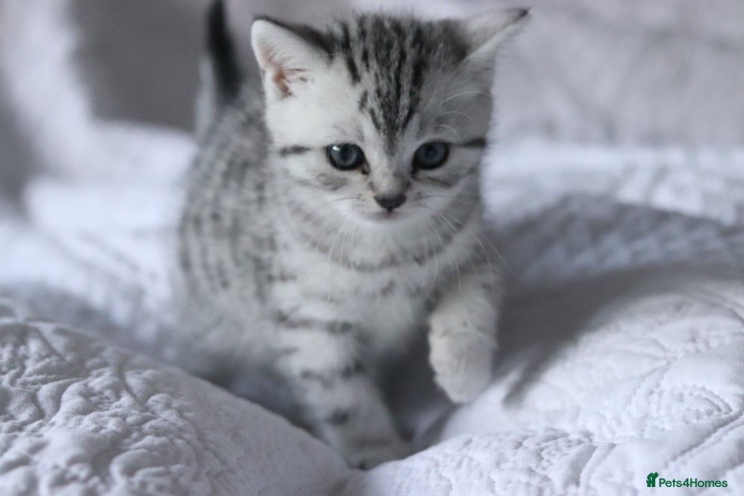 British Shorthair cats for sale: GCCF British Shorthair Silver Kittens - Advert 5