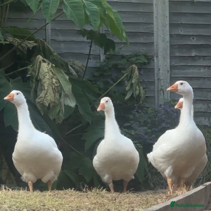 Geese poultry x4 Female Embden Geese - Advert 22