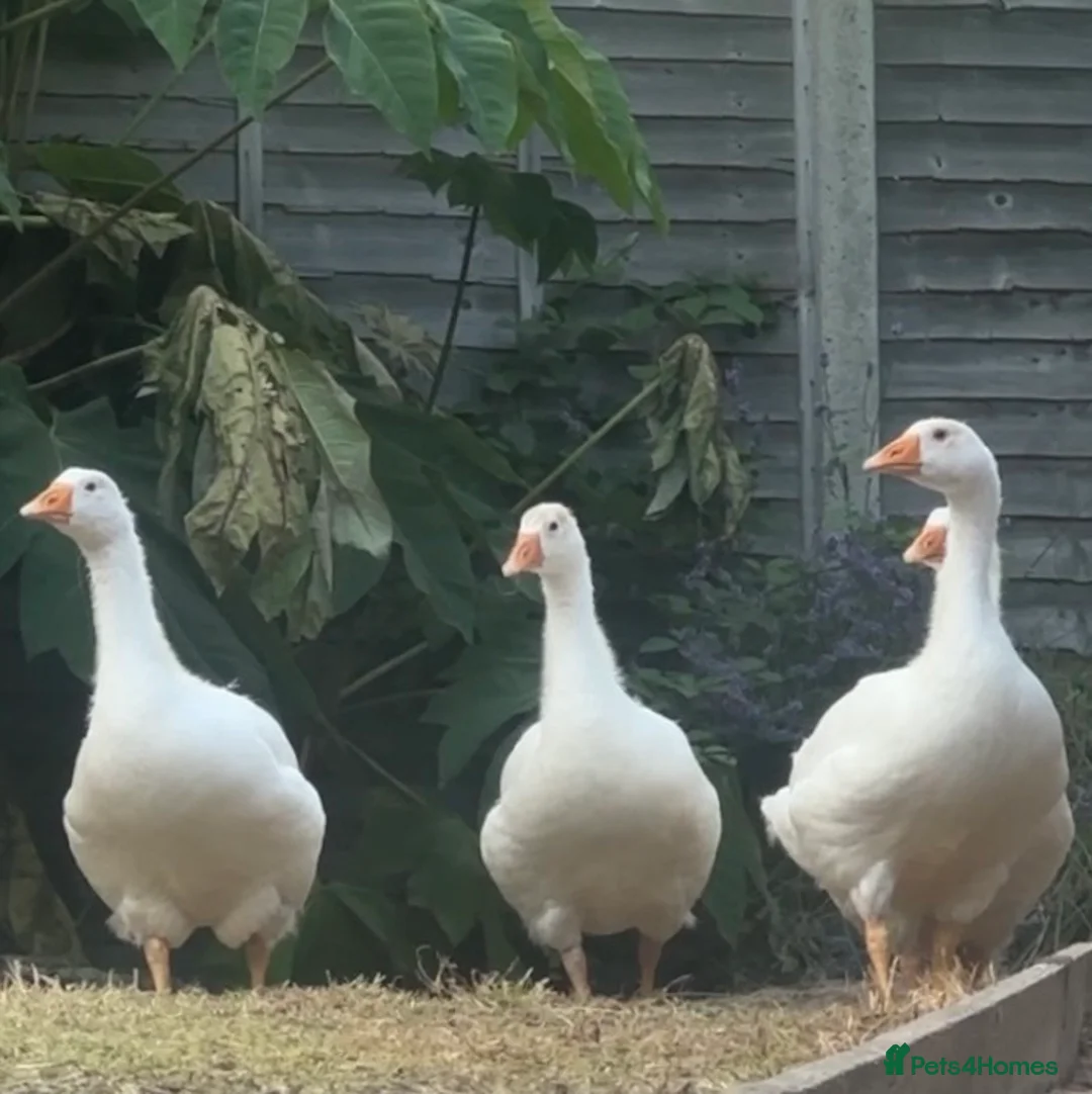 Geese poultry for sale: x4 Female Embden Geese - Advert 1