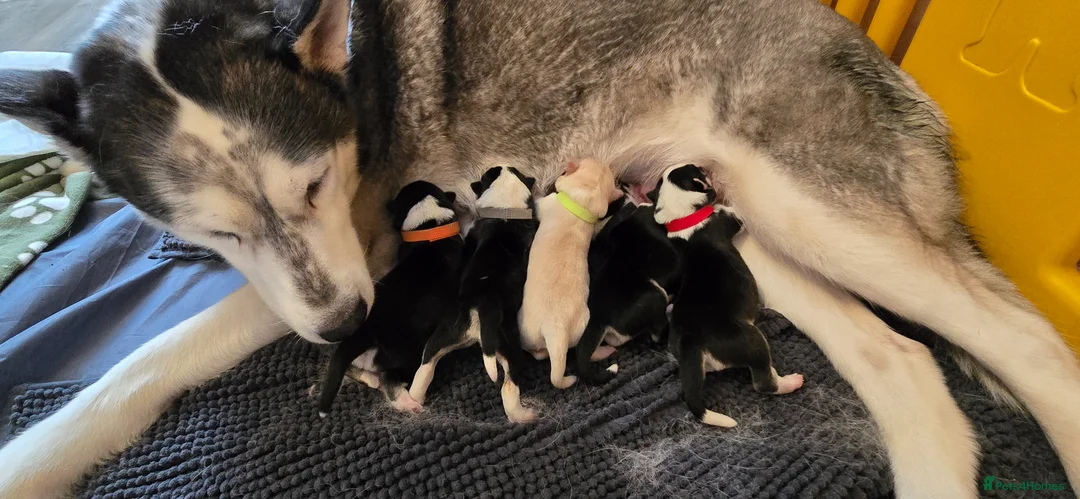 Siberian Husky dogs for sale: 5 Beautiful Husky puppies  in Neath - Advert 2