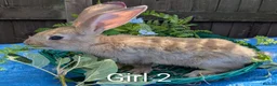 Continental Giant rabbits for sale: Continental Giant babies - Advert 7