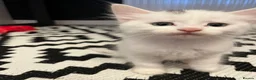 Mixed Breed cats for sale: Male cat for sale  - Advert 5