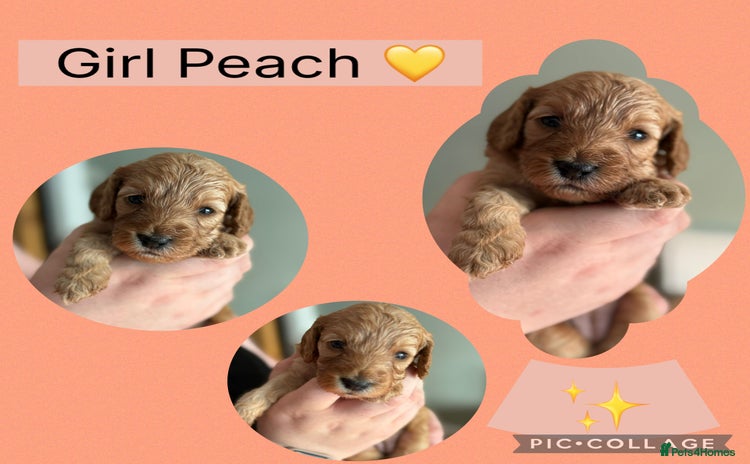 Cockapoo dogs - Advert 6