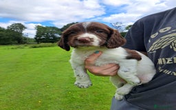 English Springer Spaniel dogs for sale: Beautiful Springer Spaniel Pups for Sale - Image 3