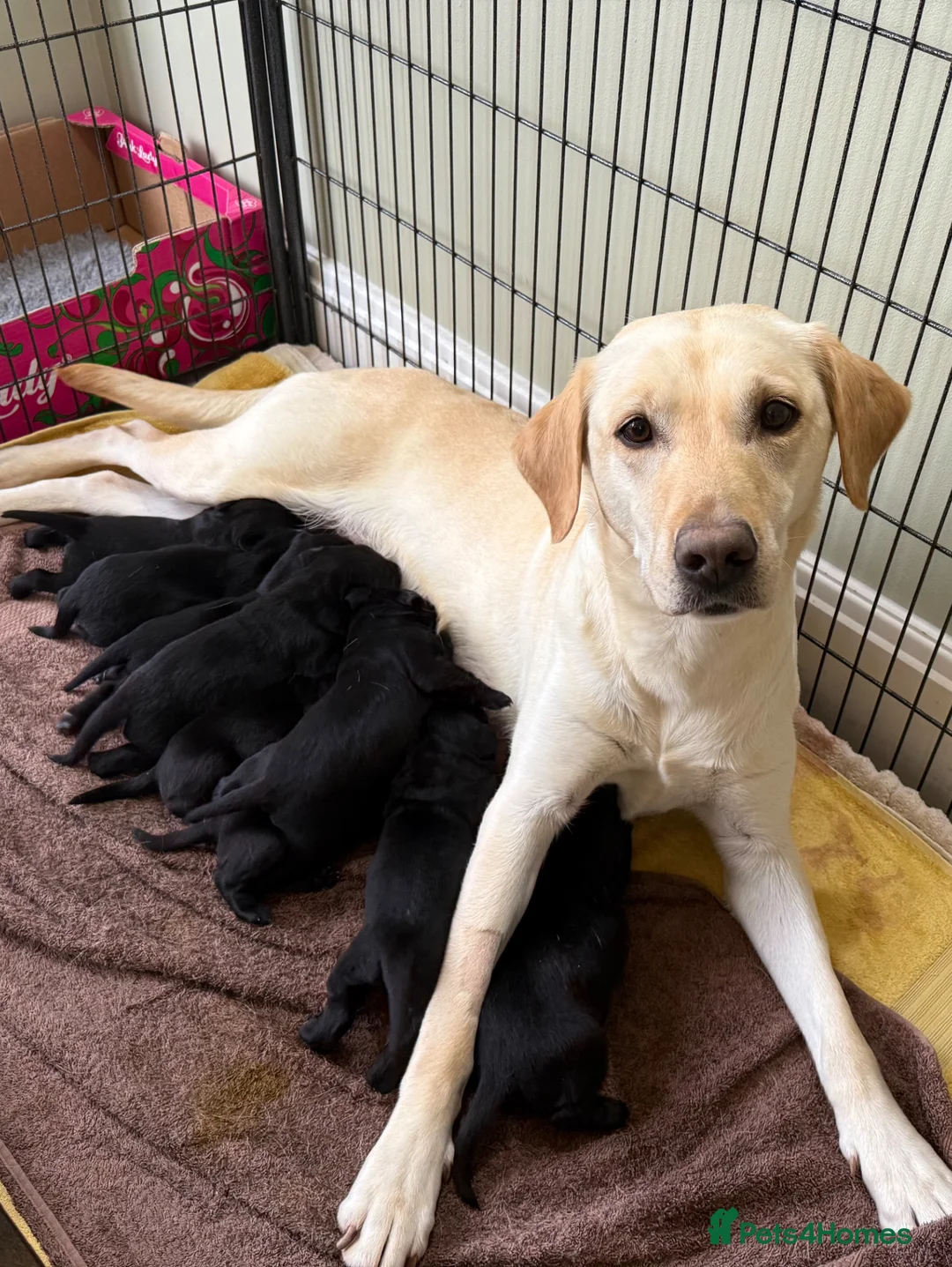 Labrador Retriever dogs for sale: KC registered Black Labrador puppies  in Harrogate - Advert 1