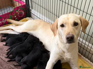 Labrador Retriever dogs KC registered Black Labrador puppies - Advert 1