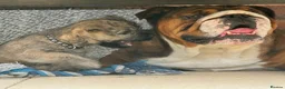 Cairn Terrier dogs for sale: Quality pup off Health Tested Parents avail 02/08 - Advert 9
