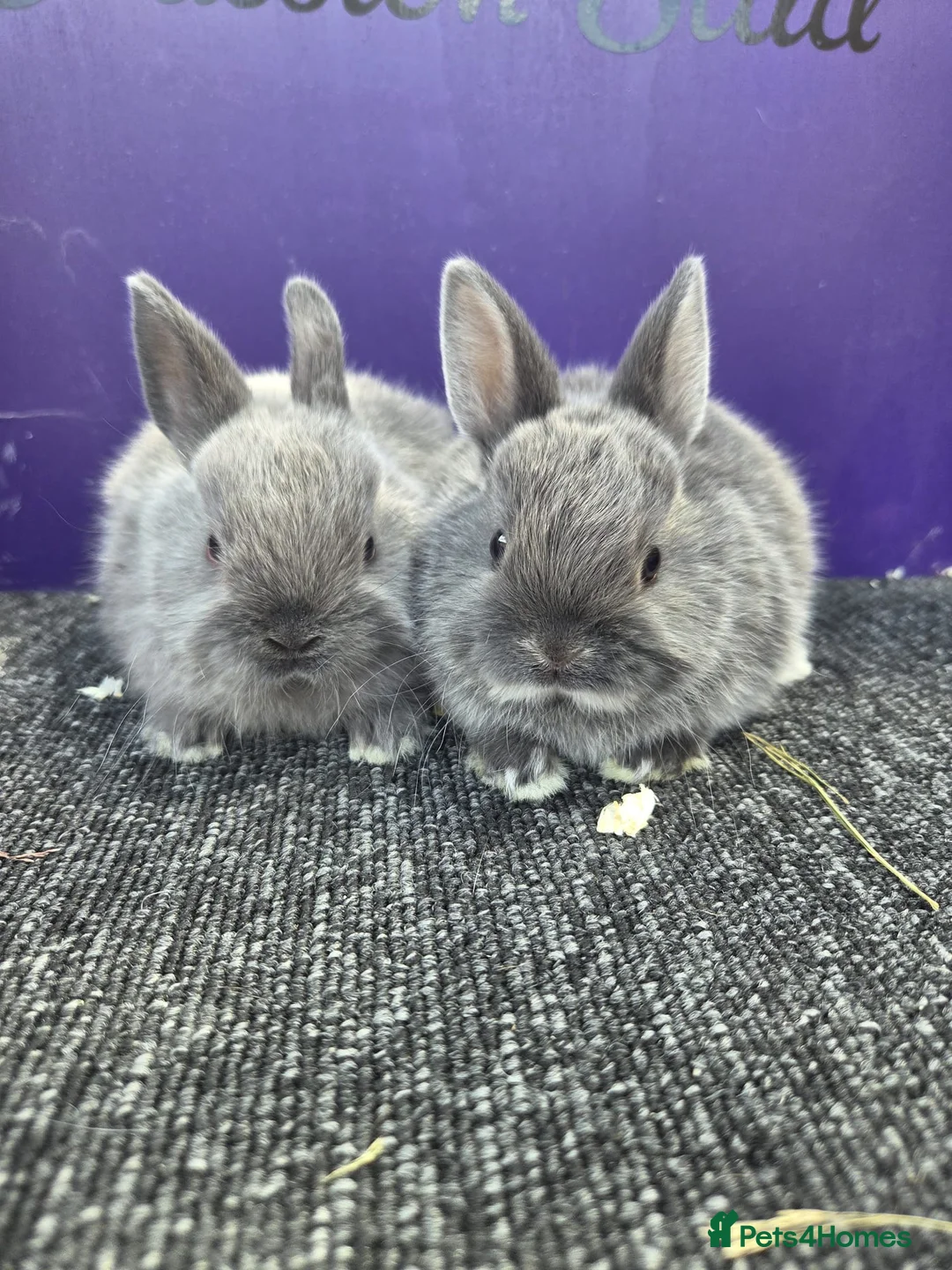 Netherland Dwarf rabbits for sale: Pure bred netherland dwarf - Advert 5