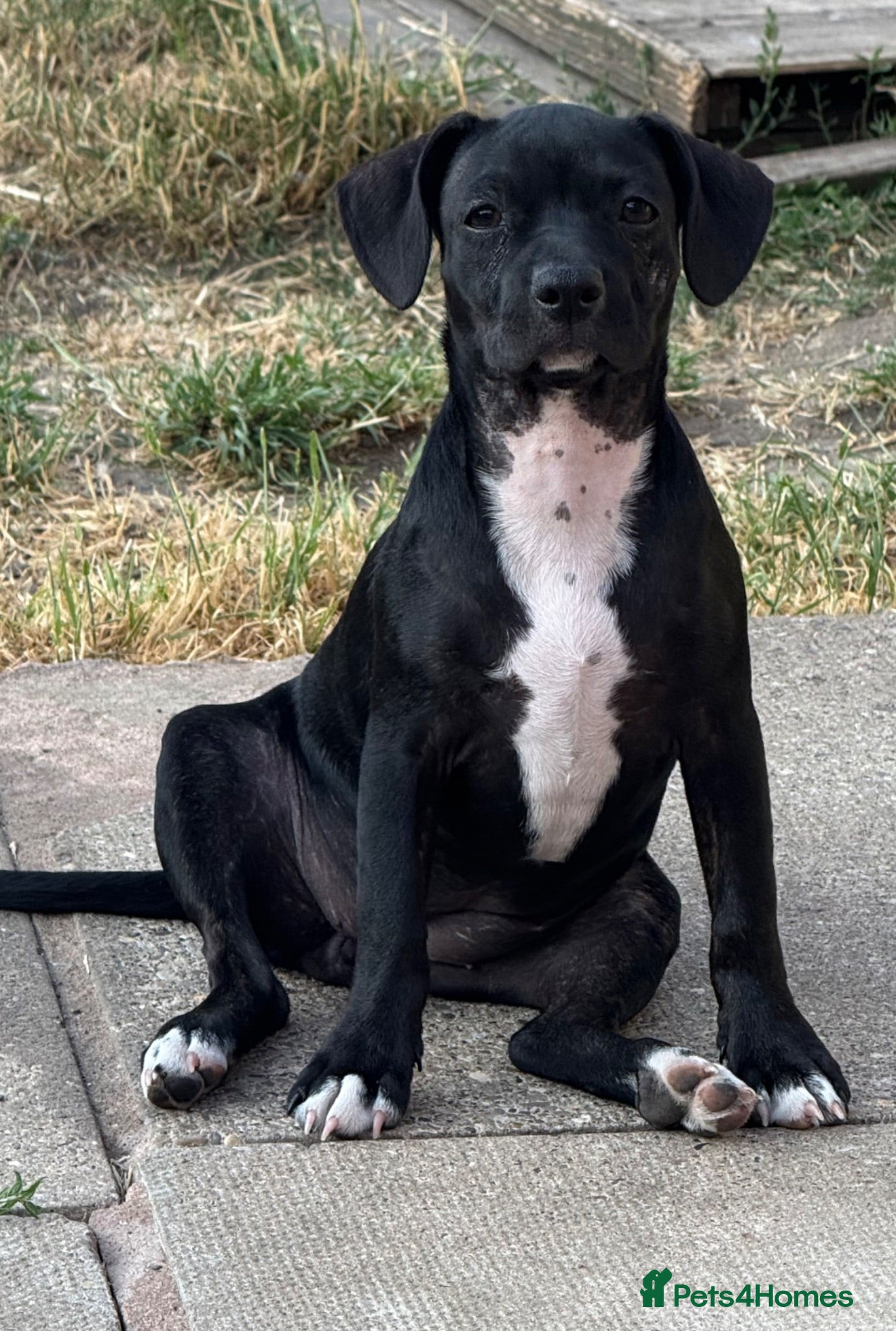 Mixed Breed dogs  16weeks old mixed breed - Advert 1