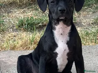 Mixed Breed dogs 16weeks old mixed breed - Advert 18