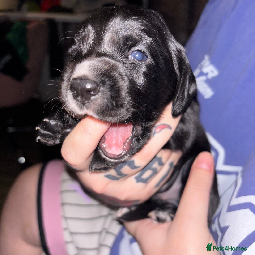 Cockerdor dogs for sale: Cockerdor puppies - Advert 12