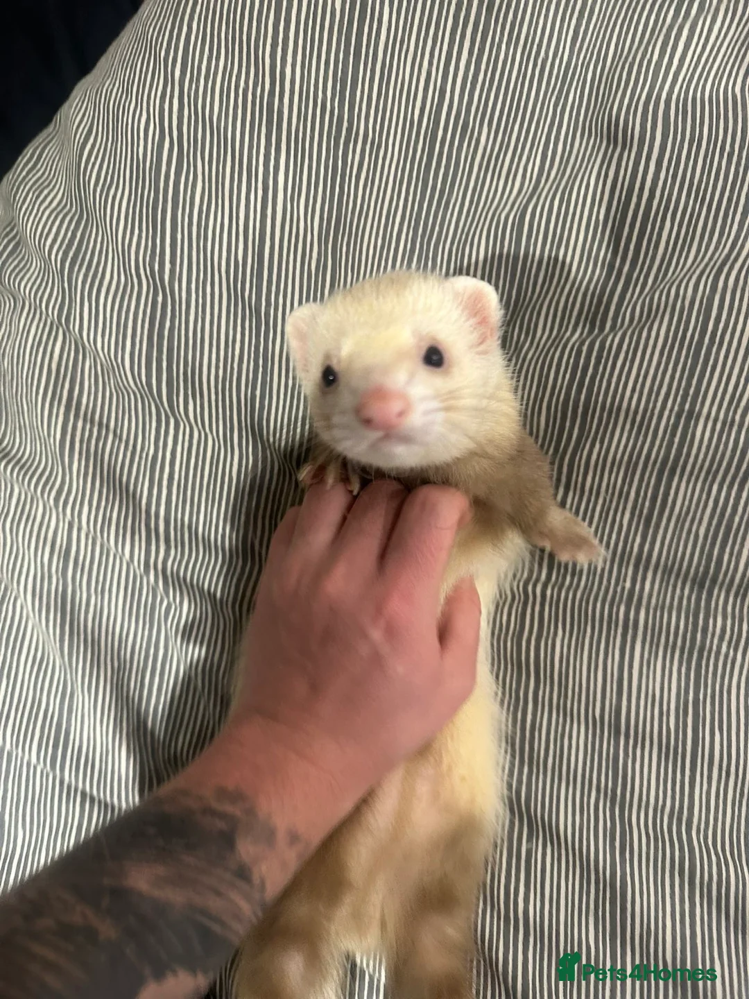Ferret rodents for sale: 2 ferrets to go to good homes  - Advert 2