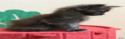 Maine Coon cats for sale: 👑Royal MaineCoon Girls TICA Champion Bloodline!👑 - Advert 8