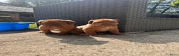 Dogue De Bordeaux dogs for sale: 10 Dogue de Bordeaux puppies for sale  in Maidstone - Advert 34