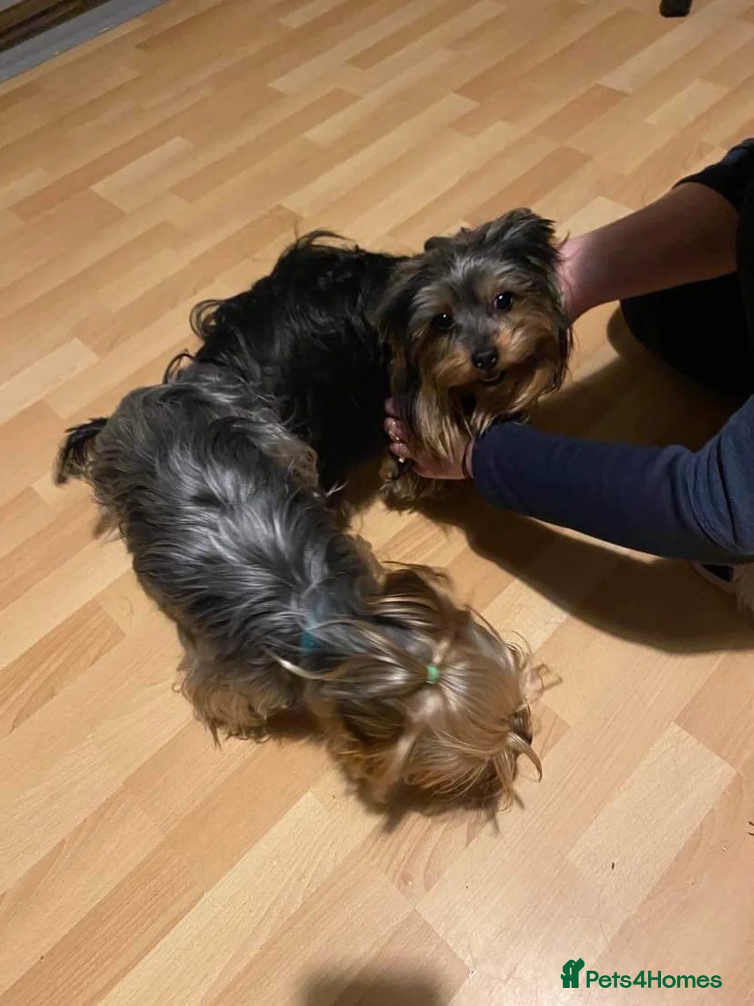 Yorkshire Terrier dogs for stud: Yorkshire terrier for stud  in Hornchurch - Advert 13
