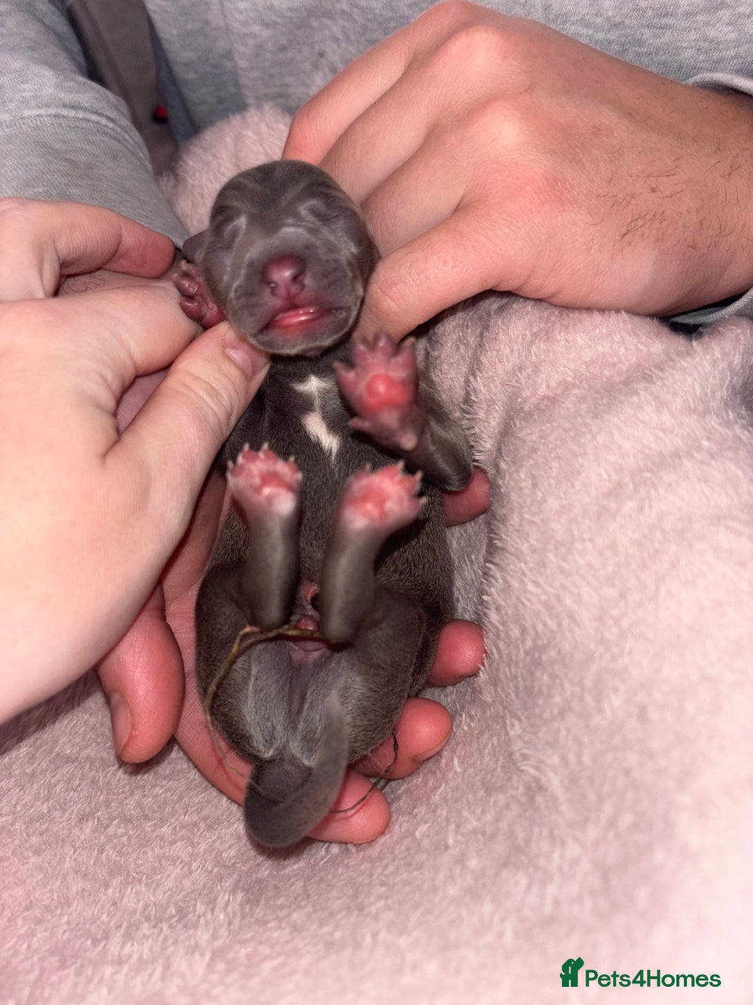 Mixed Breed dogs for sale: Whippet x Italian Greyhound Puppies  - Advert 13