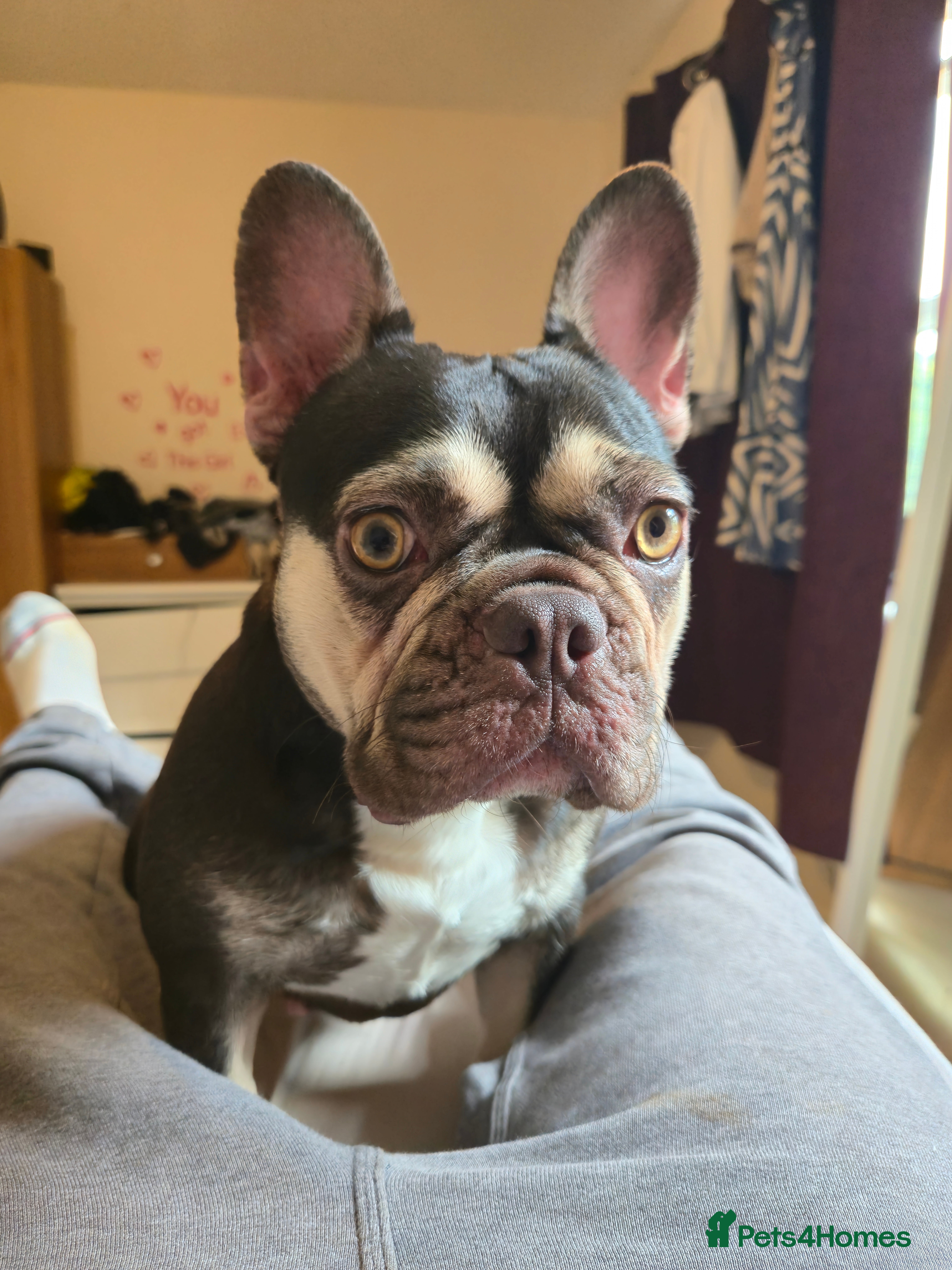 French Bulldog dogs Coco French bulldog back available due to timewast - Advert 9