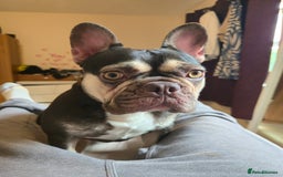 French Bulldog dogs for sale: Coco French bulldog - Image 1