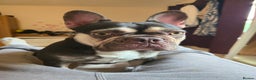 French Bulldog dogs for sale: Coco French bulldog back available due to timewast - Advert 1