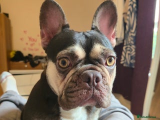 French Bulldog dogs Coco French bulldog back available due to timewast - Advert 1