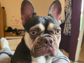 French Bulldog dogs Coco French bulldog back available due to timewast - Advert 15