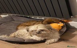 Shih Tzu dogs for sale: 2 x shih tzu - Image 1