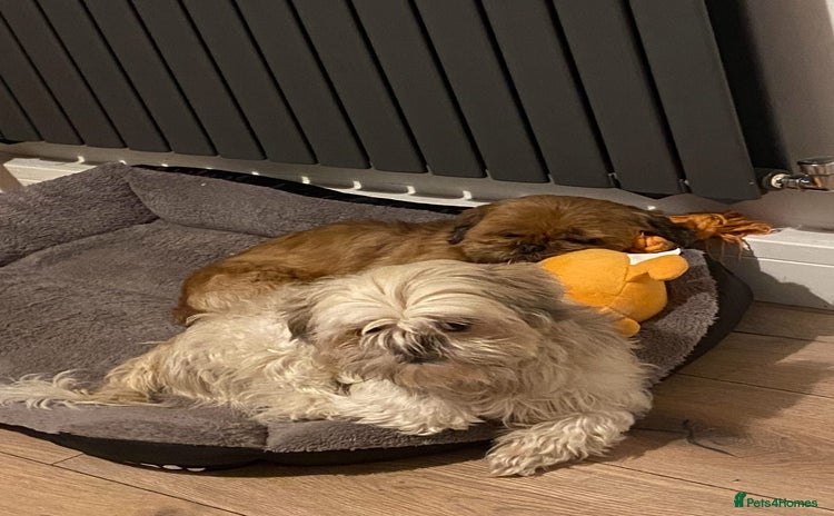 Shih Tzu dogs - Advert 11
