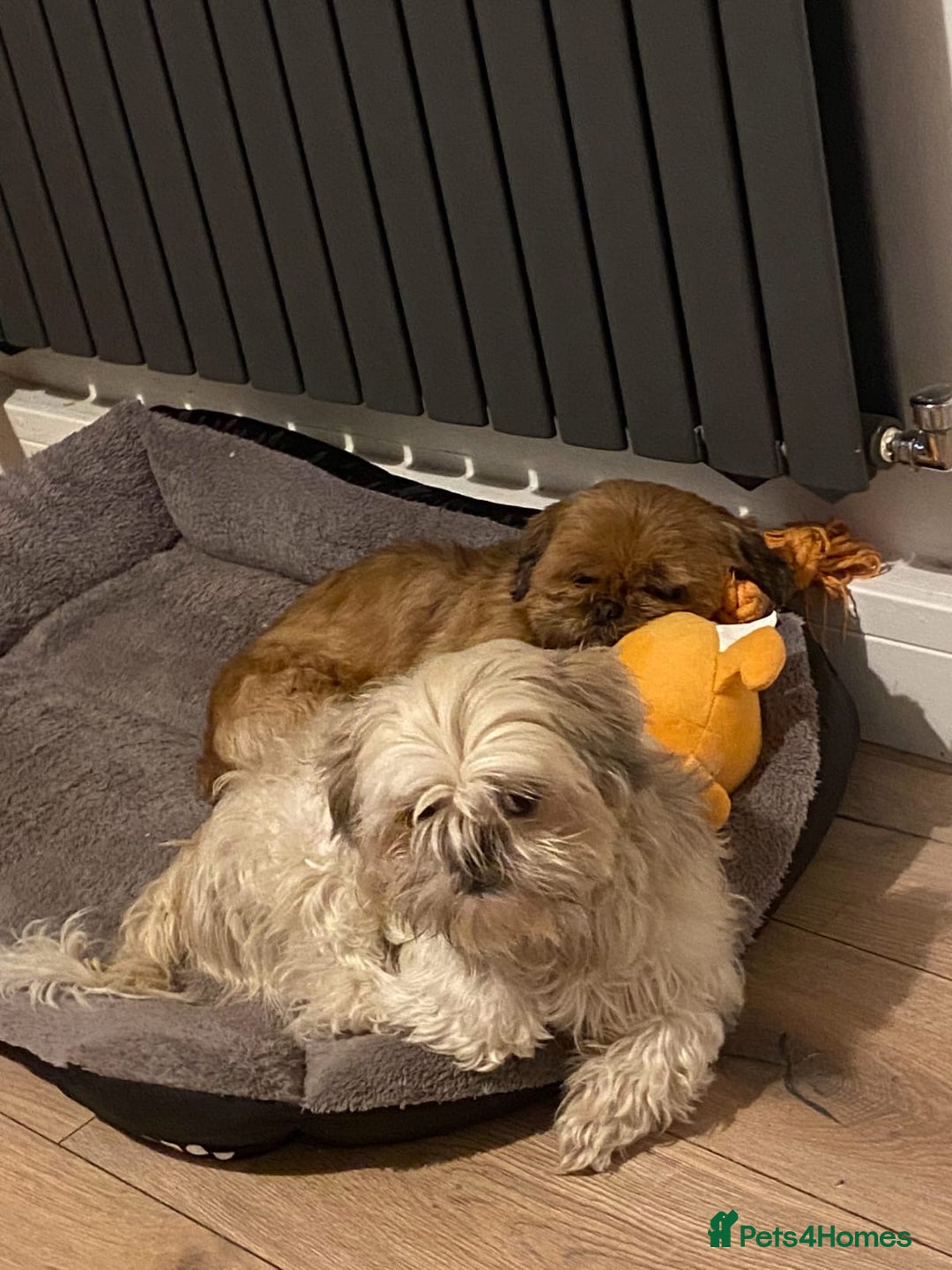 Shih Tzu dogs for sale: 2 x shih tzu - Image 1