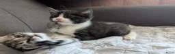 Mixed Breed cats for sale: Adorable Tabby Kitten Looking for a Loving Home 🐾 - Advert 9