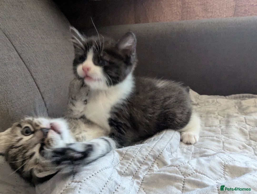 Mixed Breed cats for sale: Adorable Tabby Kitten Looking for a Loving Home 🐾 - Advert 9