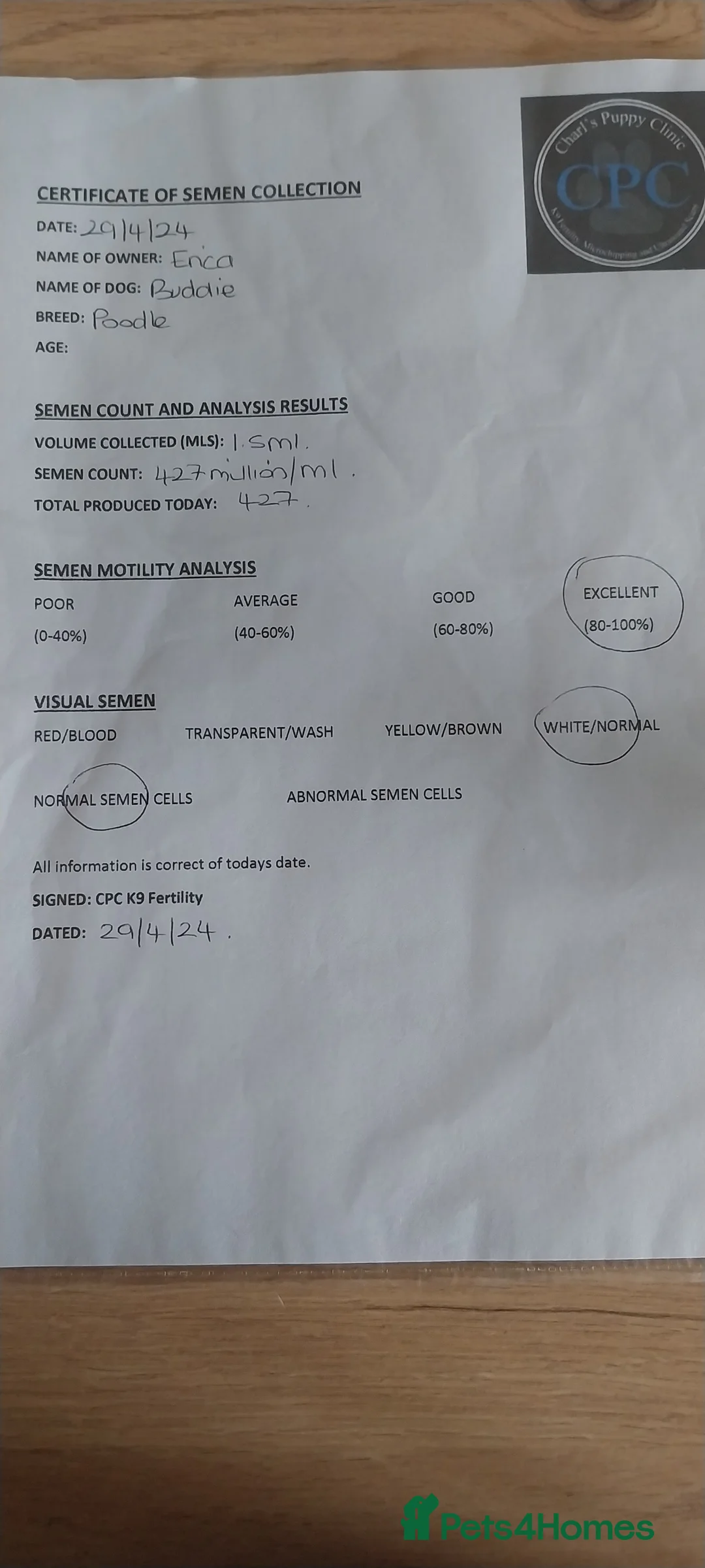 Miniature Poodle dogs for stud: DWKC  merle miniature poodle. Fully health tested  in Walsall - Advert 14